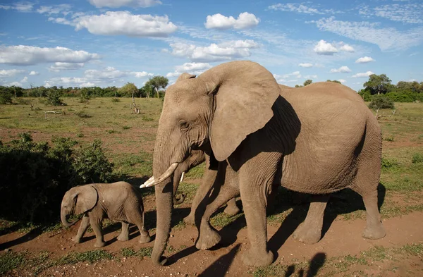 Gajah Betina Dan Anak Sapi Berjalan Mashatua Game Reserve Blok — Stok Foto