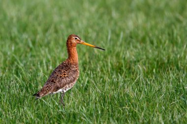 Black-tailed Godwit (Limosa Limosa) in the grass in the meadows near Rosmalen in the Netherlands clipart