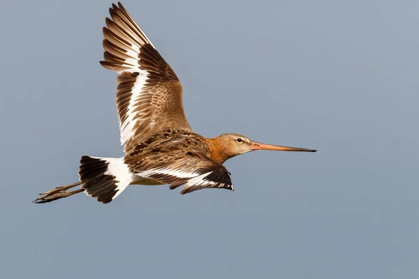 Godwit Dalla Coda Nera Limosa Limosa Che Vola Nei Prati — Foto Stock