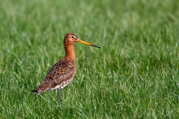 Černoocasý Godwit Limosa Limosa Trávě Loukách Rosmalenu Nizozemsku — Stock fotografie