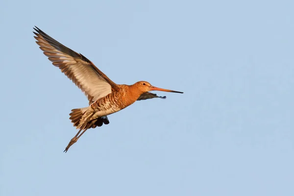 Godwit Dalla Coda Nera Limosa Limosa Che Vola Nei Prati — Foto Stock