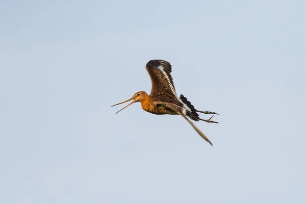 Godwit Ekor Hitam Limosa Limosa Terbang Padang Rumput Dekat Rosmalen — Stok Foto