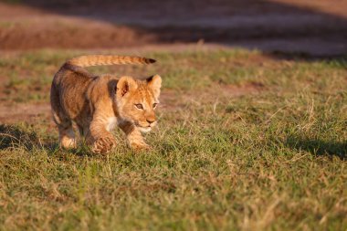 Kenya 'daki Masai Mara oyun parkında koşan aslan yavrusu.