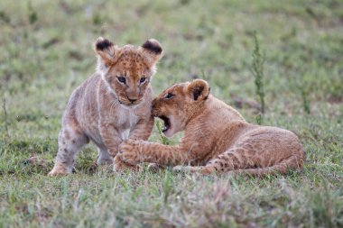 Kenya 'daki Masai Mara Oyun Rezervinde Lion Cubs oynuyor