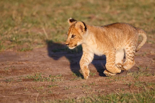 Lew Biegnący Rezerwacie Gier Masai Mara Kenii — Zdjęcie stockowe