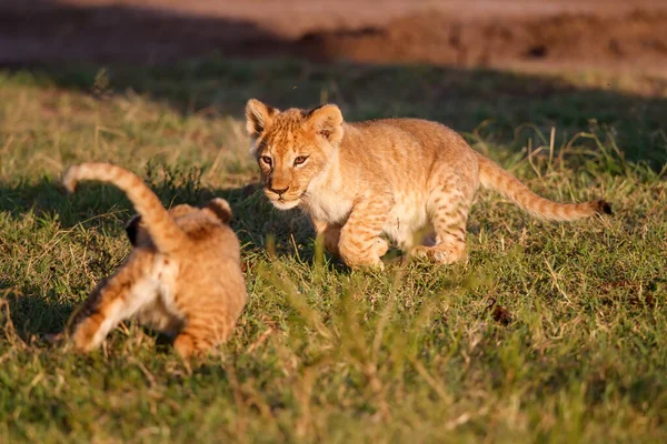 Cachorros Leones Jugando Reserva Caza Masai Mara Kenia —  Fotos de Stock