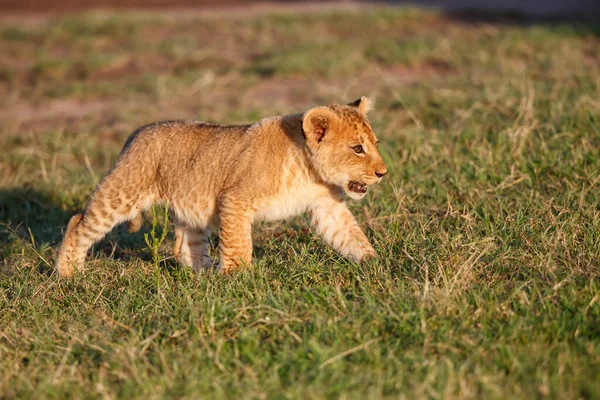 Filhote Leão Caminhando Reserva Masai Mara Game Quênia — Fotografia de Stock