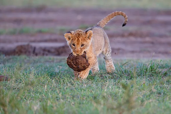 Lwiątko Bawiące Się Suchym Łajnem Słonia Rezerwacie Masai Mara Game — Zdjęcie stockowe