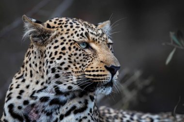 Güney Afrika 'nın Büyük Kruger Bölgesi' ndeki Sabi Kumları 'ndaki dişi leoparın portresi.