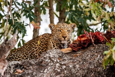 Güney Afrika 'nın Büyük Kruger Bölgesi' ndeki Sabi Kumları oyun parkında avını yiyen dişi leopar.