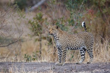 Güney Afrika 'nın Büyük Kruger Bölgesi' ndeki Sabi Kumları Oyun Alanı 'nda bizi izleyen dişi leopar.