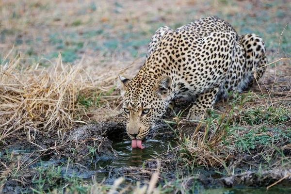 Vrouwelijke Luipaard Drinkwater Sabi Sands Game Reserve Grotere Kruger Regio — Stockfoto