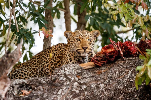 Vrouwelijke Luipaard Eet Van Haar Prooi Een Boom Sabi Sands — Stockfoto