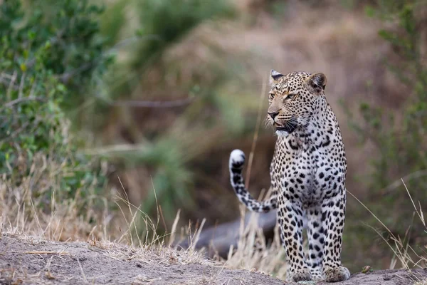 Női Leopárd Néz Körül Sabi Sands Game Reserve Greater Kruger — Stock Fotó