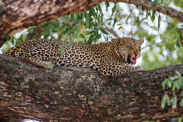 Boze Vrouwelijke Luipaard Rustend Een Boom Sabi Sands Game Reserve — Stockfoto