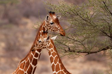 Kenya 'daki Samburu Ulusal Rezervinde 2 Zürafa Portresi