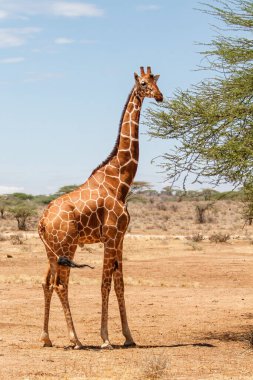 Kenya 'daki Samburu Ulusal Rezervinde tekrar beslenen zürafa