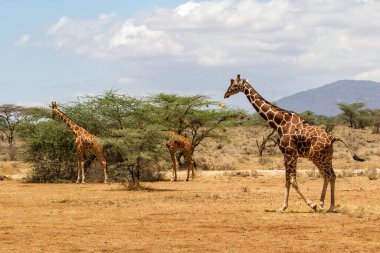 Kenya 'daki Samburu Ulusal Rezervi' nde gezen ve beslenen Zürafalar Kulesi