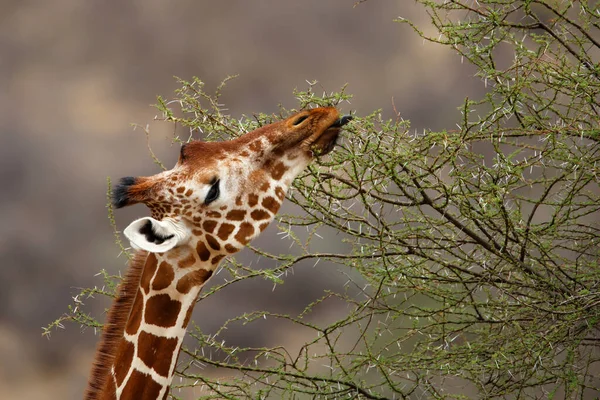 ケニアのサンブル国立保護区における繰り返しキリンの餌やりの肖像 — ストック写真