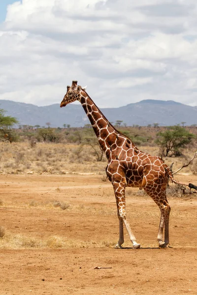 Reticulated Giraffe Male Standing Samburu National Reserve Kenya — Stock Photo, Image