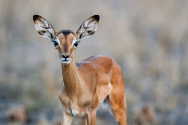 Genç Impala, Güney Afrika 'daki Kruger Ulusal Parkı' nda savananın üzerinde duruyor.