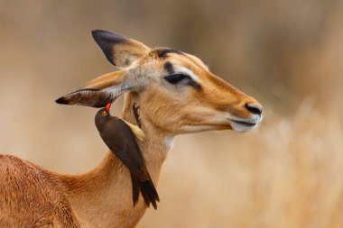 Impala dişisi, Güney Afrika 'daki Kruger Ulusal Parkı' nda kafasında kırmızı gagalı okçuyla savananın üzerinde duruyor.