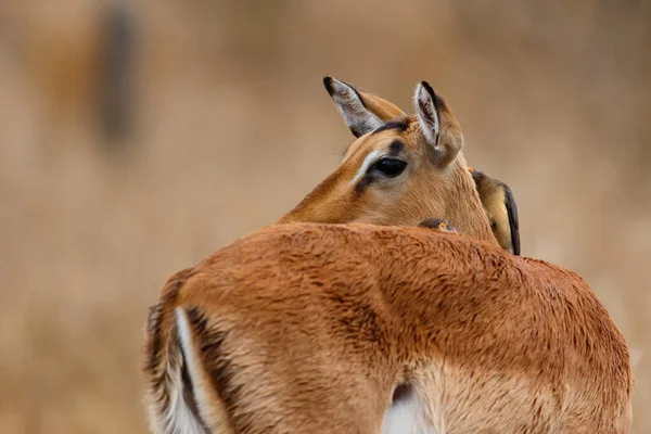 Impala Samice Stojící Savaně Červeným Ocasem Hlavě Krugerově Národním Parku — Stock fotografie