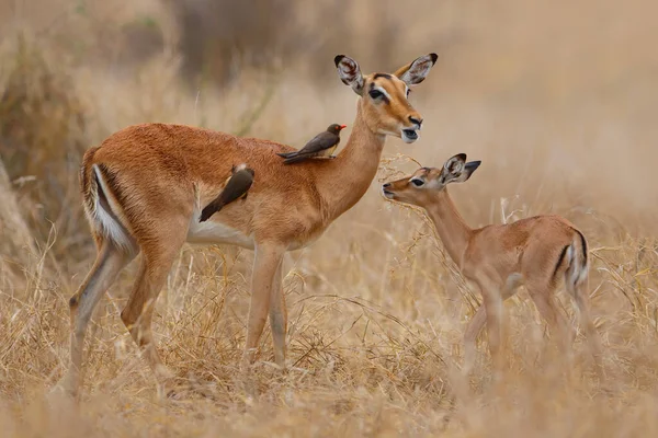 Impala Weibchen Mit Ihrem Neugeborenen Kalb Auf Der Savanne Kruger — Stockfoto