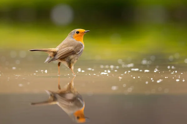 Rotkehlchen Steht Wasser Eines Teiches Mit Einem Relief Wasser Des — Stockfoto