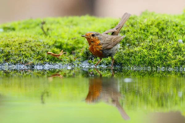 Robin Toma Banho Uma Lagoa Floresta Holanda — Fotografia de Stock