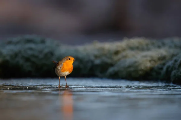 Roodborstje Staand Het Ijs Van Een Vijver Het Bos Nederland — Stockfoto