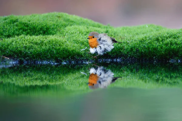 Robin Margem Uma Lagoa Com Reflexo Água Floresta Nos Países — Fotografia de Stock