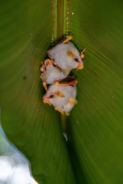 Honduras beyaz yarasalarının tüneyen kolonisi (Ectophylla alba), Kosta Rika