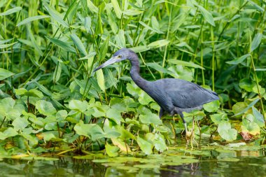 Little Blue Heron wading in the water in Tortuguero National Park in Costa Rica clipart