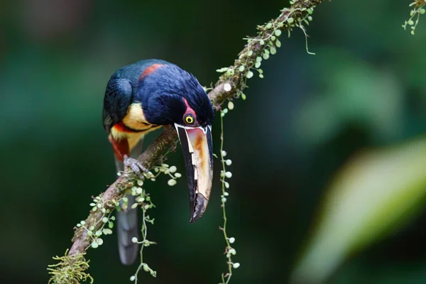 Collared Aracari Sitter Gren Boca Tapada Costa Rica – stockfoto