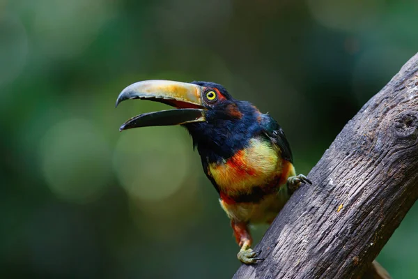 Collared Aracari Sentado Una Sucursal Puerto Vieja Sarapiqui Costa Rica — Foto de Stock