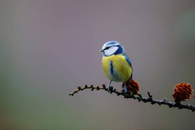 Eurasian blue tit sitting on a branch in the forest in the Netherlands