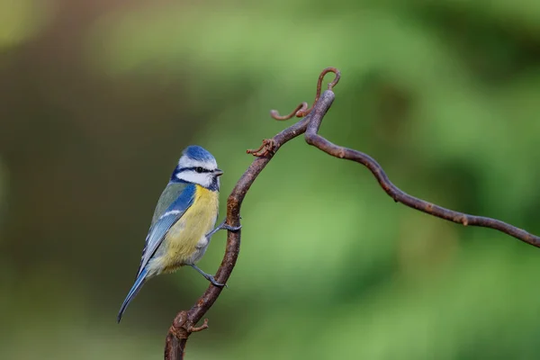 Eurasian Blue Tit Sitting Branch Forest Netherlands — Stock fotografie