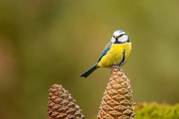 Eurasian blue tit with a strange crossing beak sitting on a branch in a pond with ice in the forest in the Netherlands