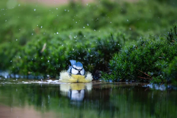 Eurasian blue tit taking a bath in a pond in the forest in the Netherlands