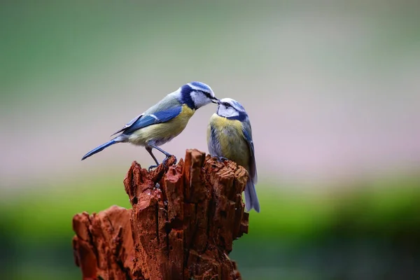 Eurasian Blue Tit Feeding Juvenile Forest Netherlands — 스톡 사진