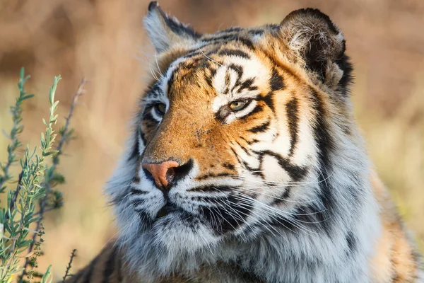 Tigerporträtt Tiger Canyons Game Reserve Sydafrika — Stockfoto