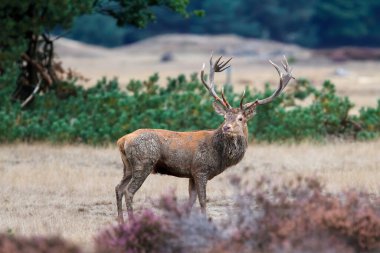 Hollanda 'daki Hoge Veluwe Ulusal Parkı' nda çiftleşme mevsiminde ormanda fundalıkla bir tarlada duran kızıl geyik geyiği.