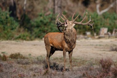 Hollanda 'daki Hoge Veluwe Ulusal Parkı' nda çiftleşme mevsiminde ormanda fundalık bir tarlada haykıran kızıl geyik.