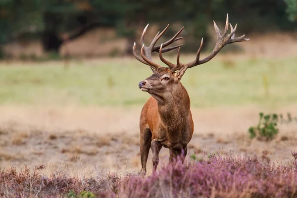 Hollanda 'daki Hoge Veluwe Ulusal Parkı' nda çiftleşme mevsiminde ormanda fundalıkla bir tarlada duran kızıl geyik geyiği.