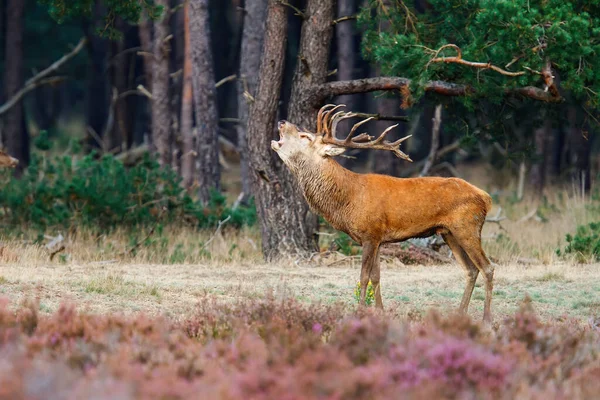 Red Deer Stag Bellowing Field Heather Forest Rutting Season Hoge — Stock Photo, Image