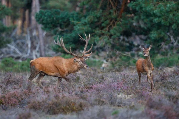 Red deer stag running after a female deer on a field with heather in the forest in the rutting season in Hoge Veluwe National Park in the Netherland
