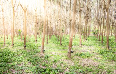 kauçuk ağacı güneş ışığı etkisi ile