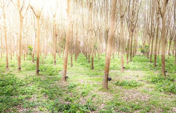 kauçuk ağacı güneş ışığı etkisi ile