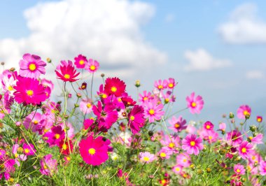 pembe cosmos çiçek